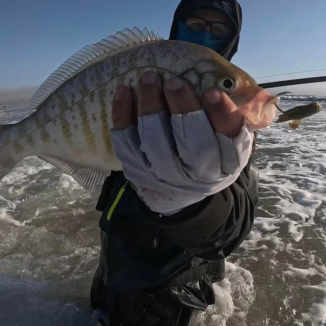 Fish photo