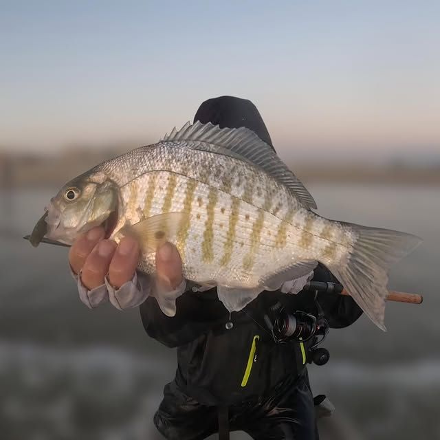 Fish photo