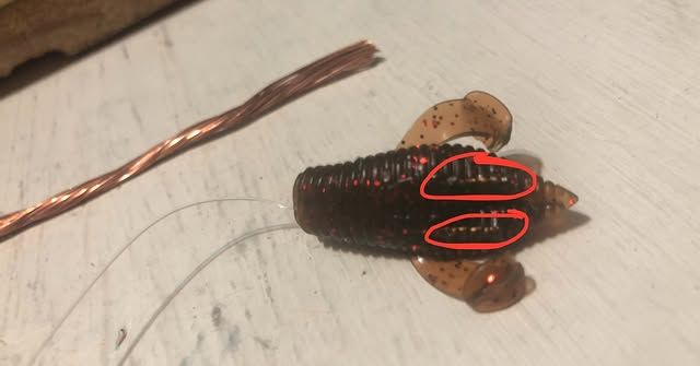 Fish photo